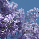 Illustration for article titled Spring has sprung: A Xyl0 photo gallery